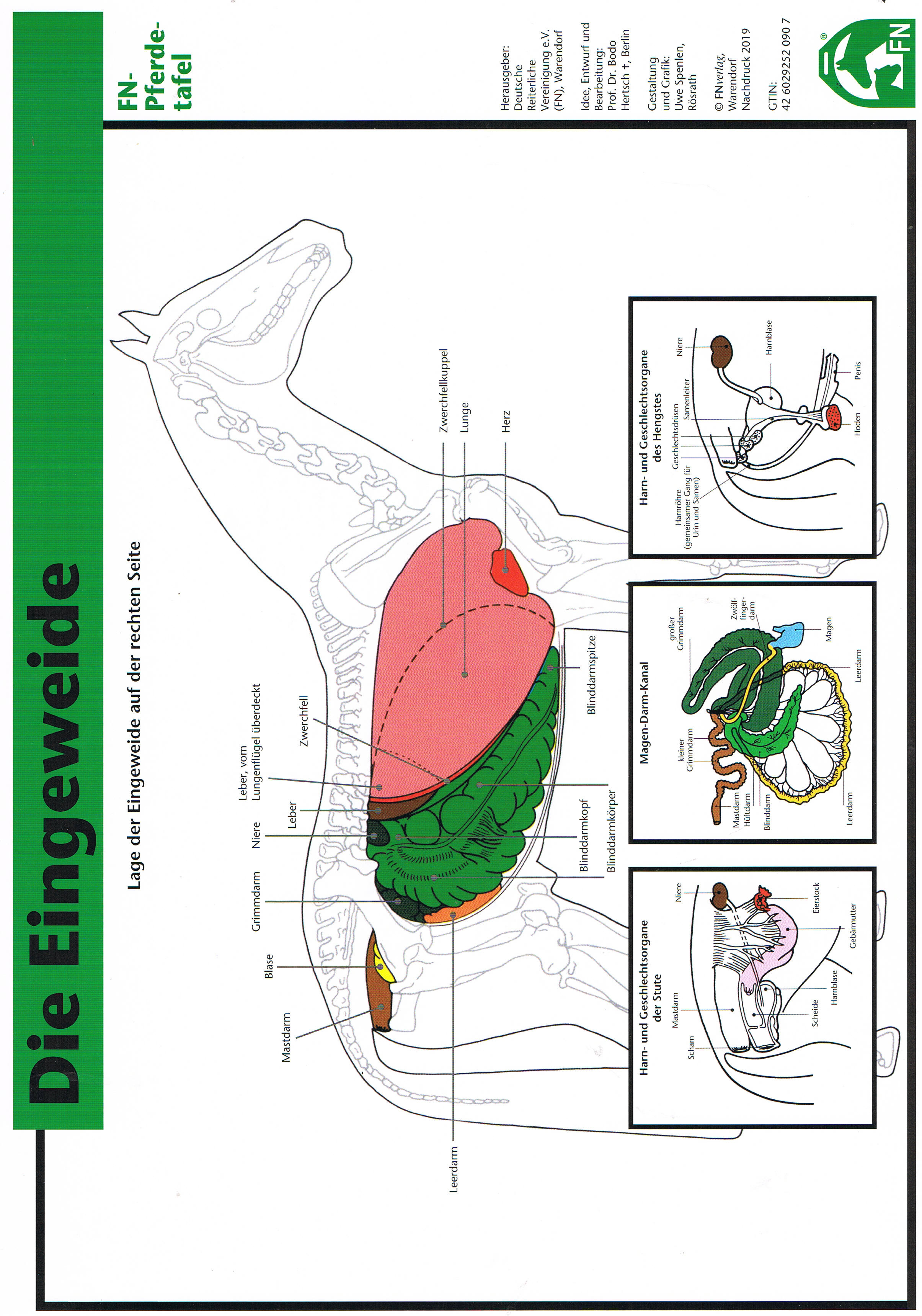 Pferd Anatomie Organe