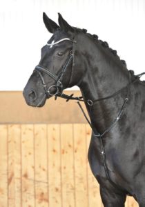 Martingal